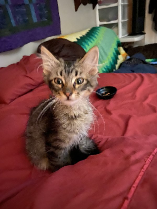 Safe Domestic Long Hair in Wichita, KS