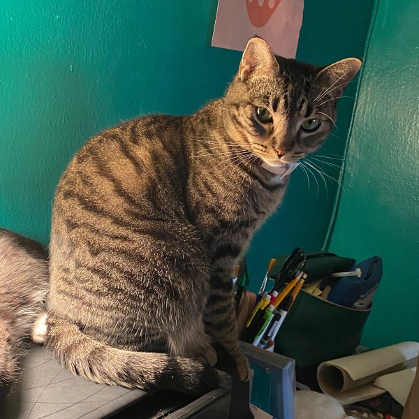 Lost Domestic Short Hair in Bronx, NY