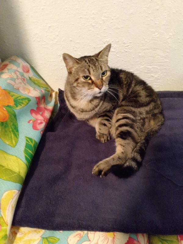 Safe American Shorthair in Orlando, FL