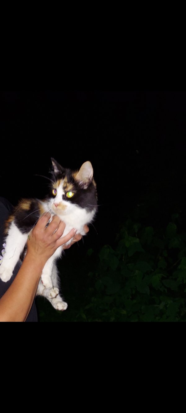 Found Cat in Coatesville, PA US