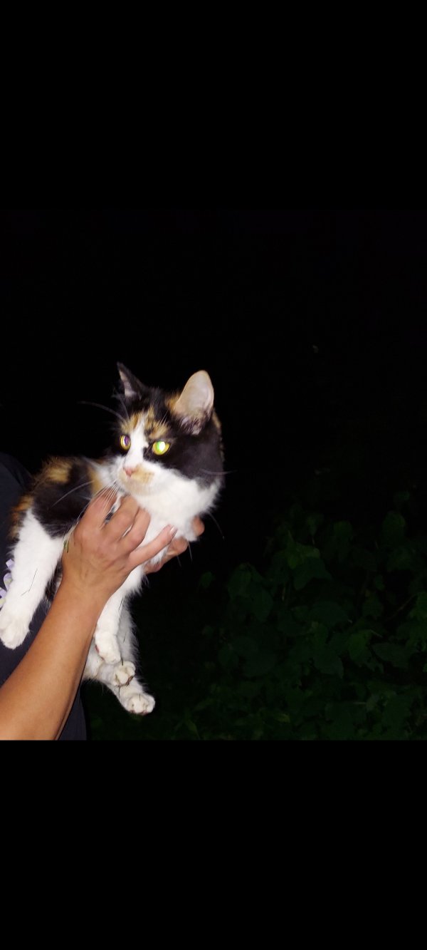 Safe Cat in Coatesville, PA