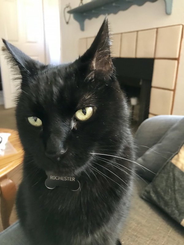 Safe Cat in Tempe, AZ