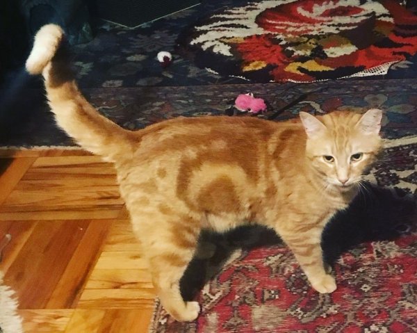 Safe Domestic Short Hair in Woodhaven, NY