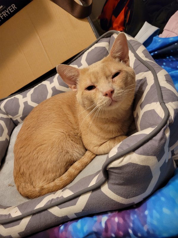 Safe American Shorthair in Spring, TX