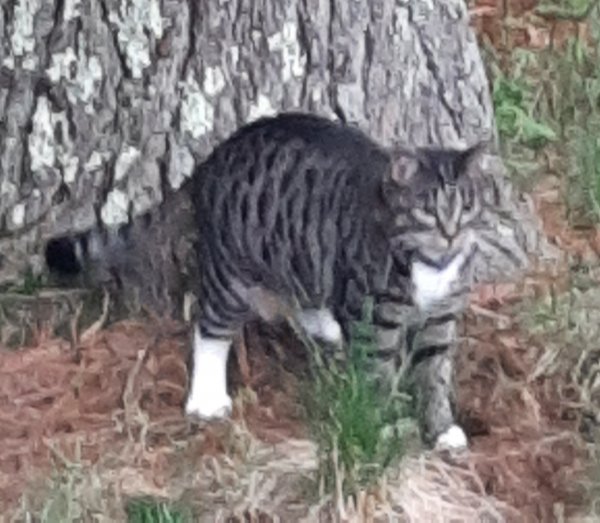 Lost Domestic Short Hair in Londonderry, NH US