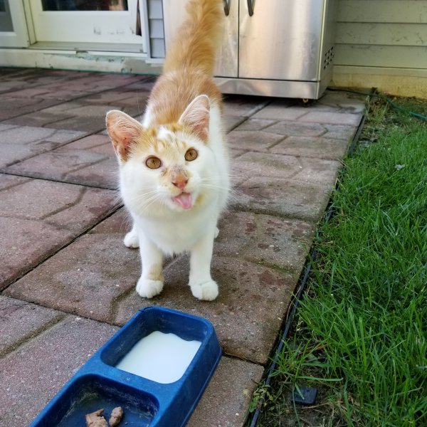 Safe Cat in Leo, IN