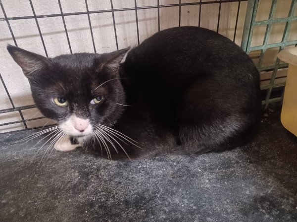 Safe Domestic Short Hair in Greensboro, NC