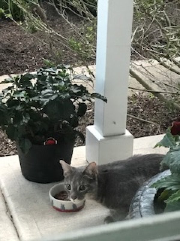 Found Domestic Short Hair in Lansdale, PA US