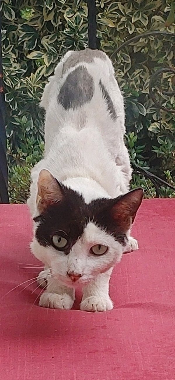 Safe Cat in Babylon, NY