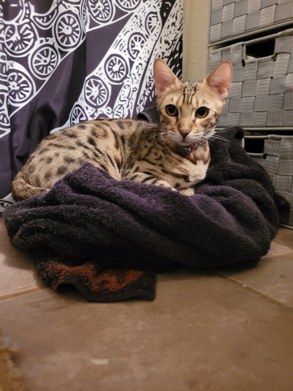 Safe Bengal cat in Glendale, AZ