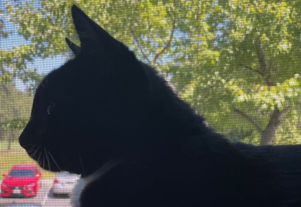 Safe Cat in Mukilteo, WA