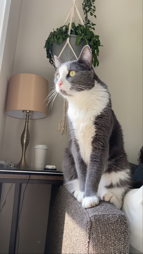 Safe American Shorthair in Fairfax Station, VA