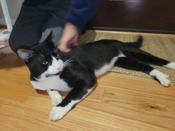 Safe Cat in Springfield, VA