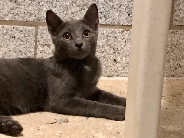 Safe Domestic Short Hair in Elkins Park, PA