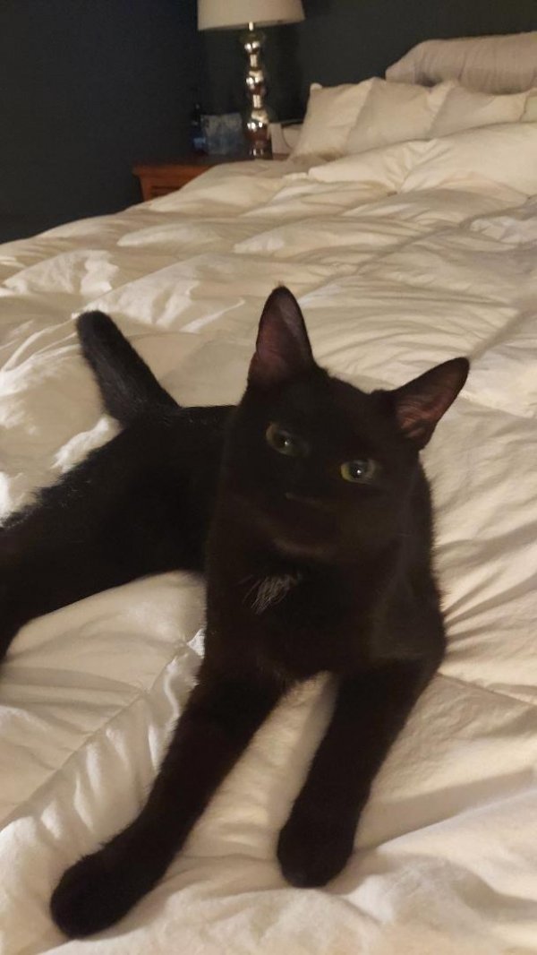 Safe Cat in Upper Marlboro, MD