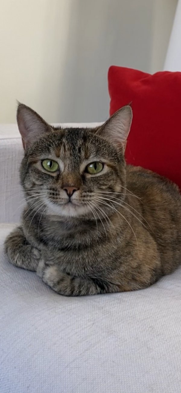 Safe American Shorthair in Arlington, VA