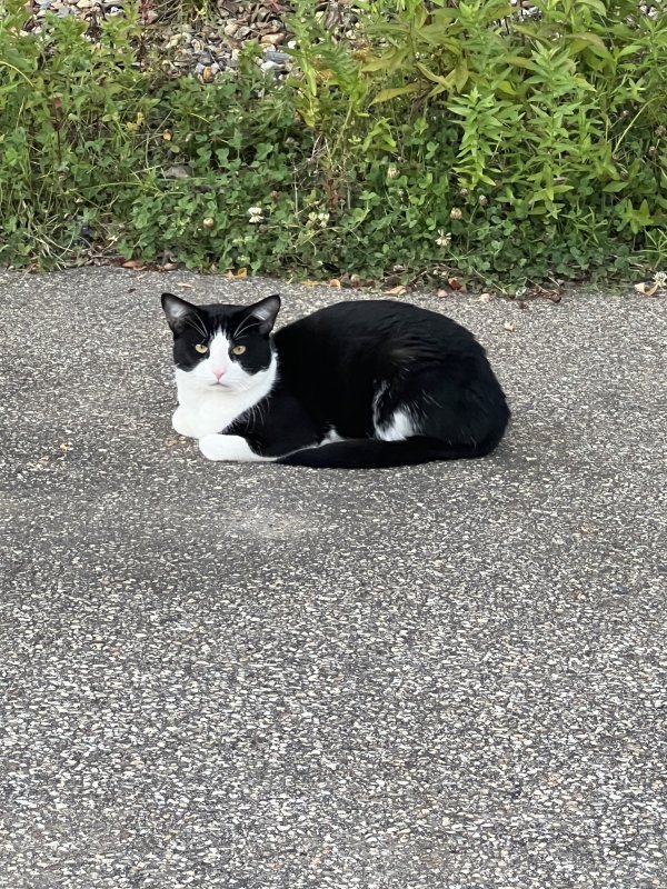 Safe Cat in Leicester, MA