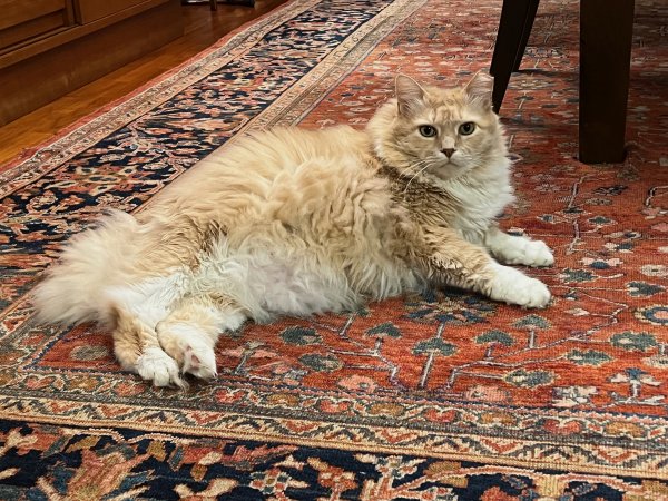 Safe Domestic Long Hair in Alexandria, VA