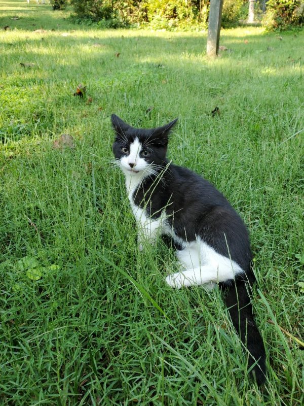 Safe Cat in Annapolis, MD