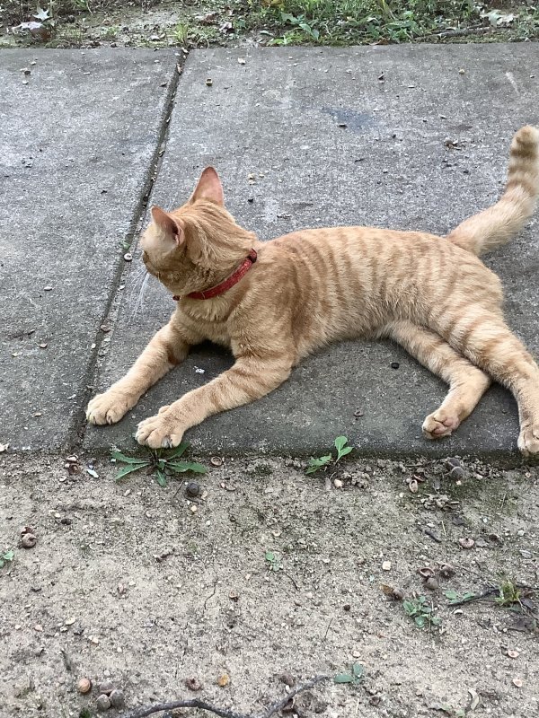Found Cat in Triangle, VA