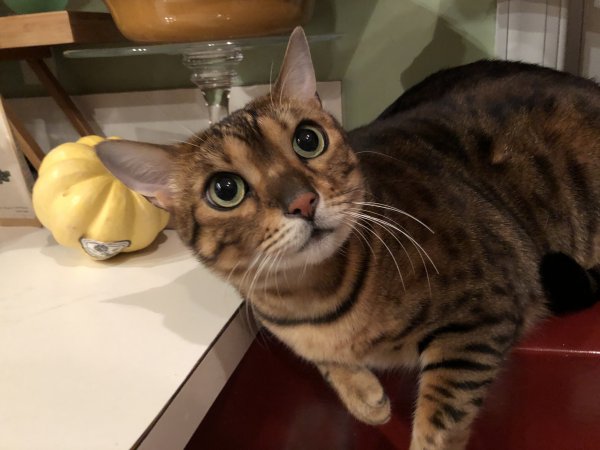 Lost Bengal cat in New York
