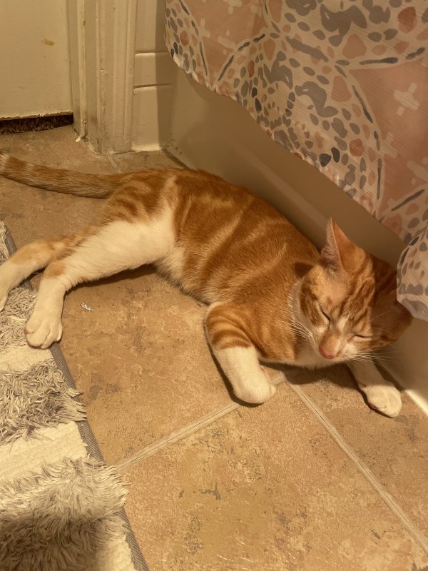 Safe American Shorthair in Houston, TX