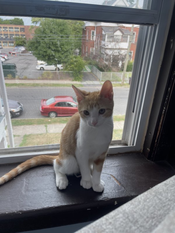 Safe American Shorthair in New Britain, CT