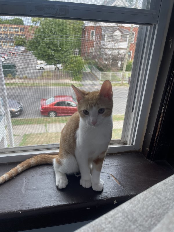 Lost American Shorthair in Connecticut