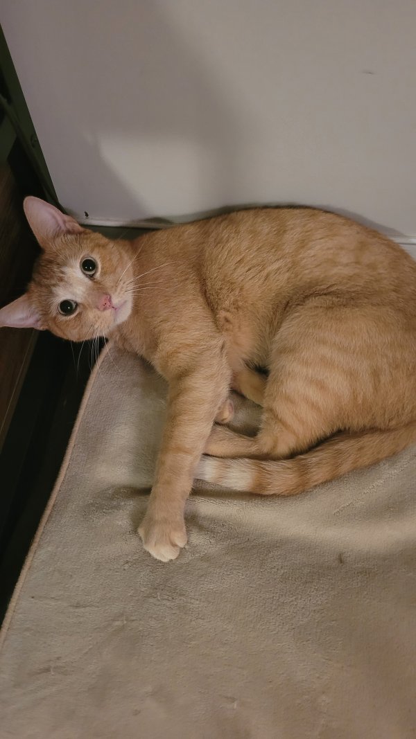 Safe Cat in Upper Marlboro, MD