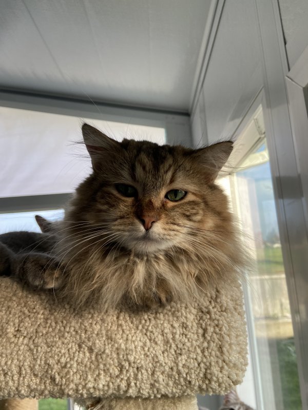 Safe Domestic Long Hair in Sacramento, CA