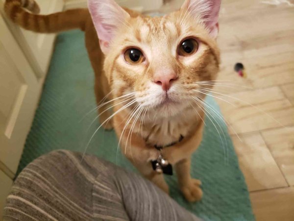 Safe American Shorthair in Houston, TX