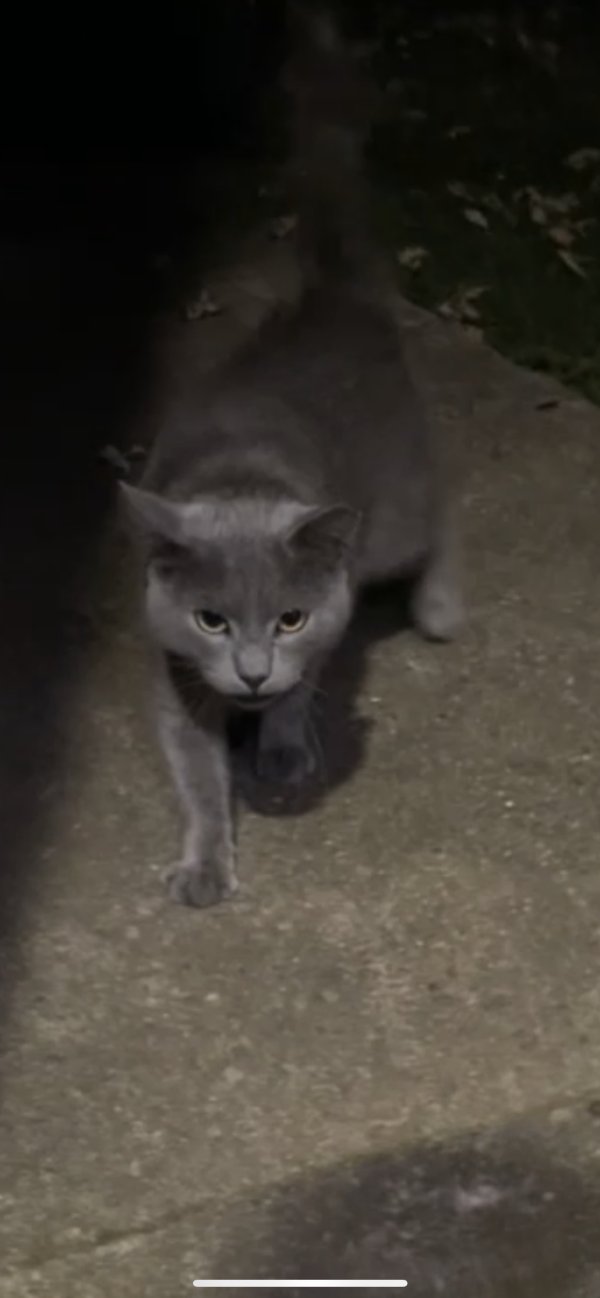 Found Cat in Silver Spring, MD US