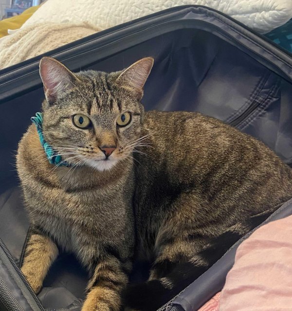 Safe Cat in Santa Clarita, CA