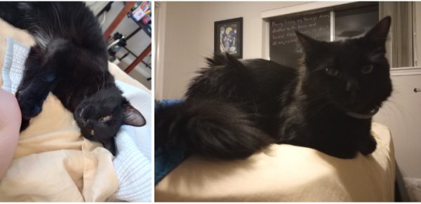 Safe Domestic Long Hair in Conroe, TX