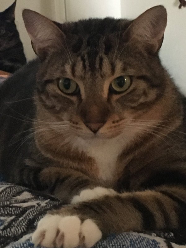 Safe Domestic Short Hair in Hollywood, FL