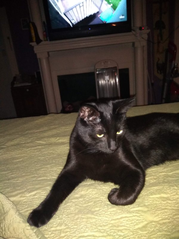 Safe Domestic Short Hair in Wake Forest, NC