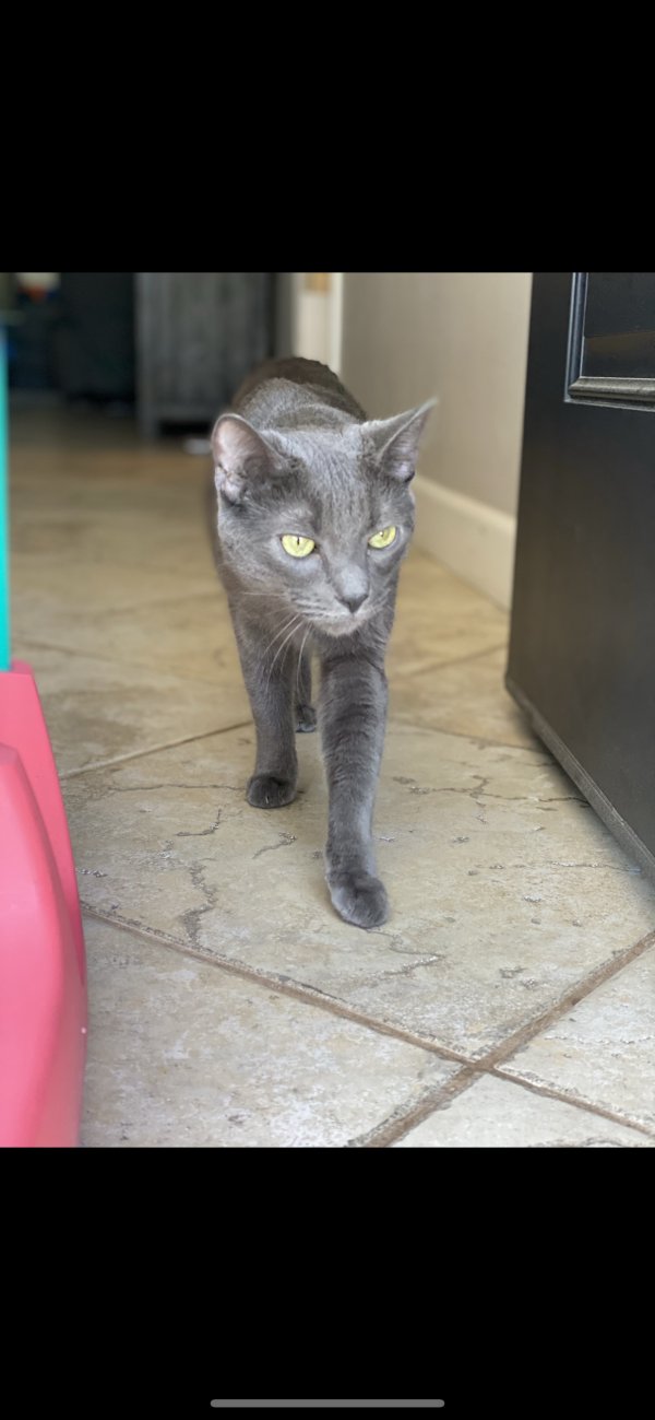Safe Cat in Cypress, CA