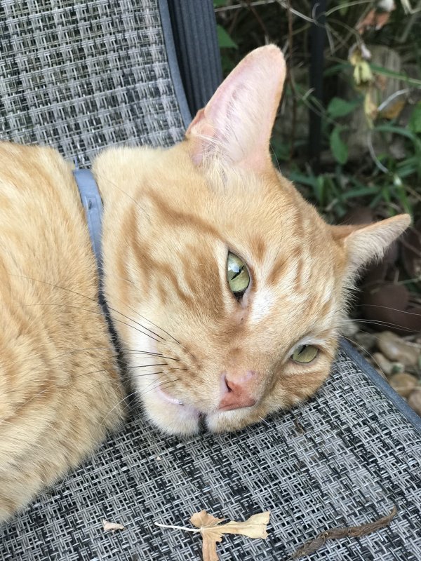 Safe American Shorthair in Katy, TX