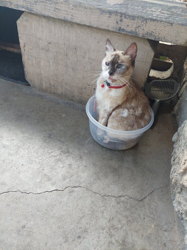 Safe Siamese in Modesto, CA