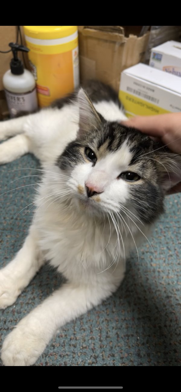 Safe Maine Coon in Monsey, NY