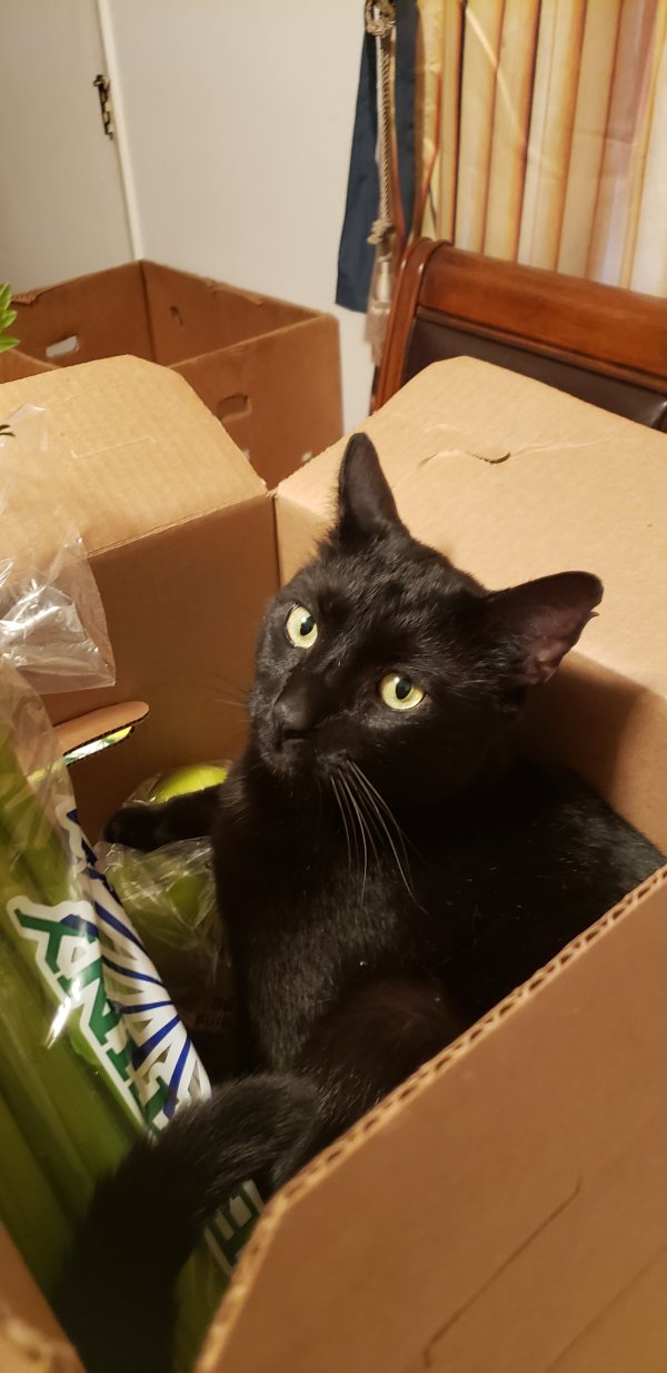 Safe Domestic Short Hair in Ontario, CA