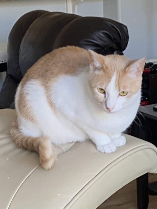 Safe Cat in San Clemente, CA
