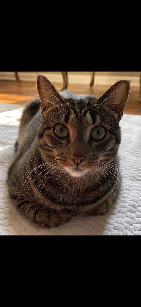 Safe Cat in West Bloomfield, MI