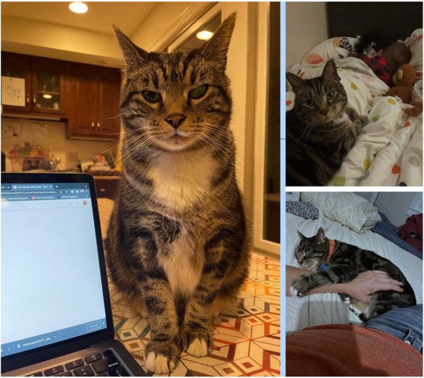 Safe Domestic Short Hair in Bradford, NH