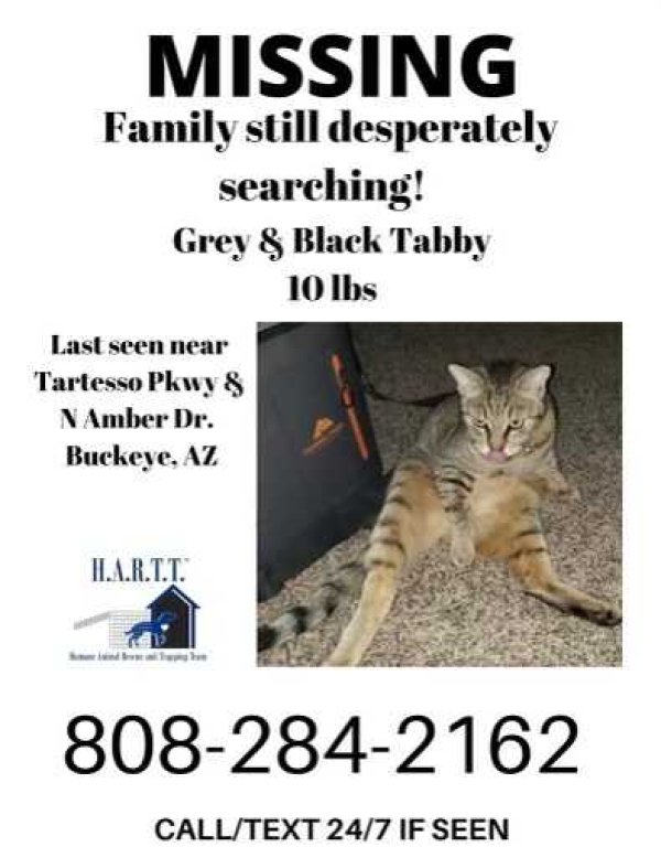 Safe Domestic Short Hair in Buckeye, AZ