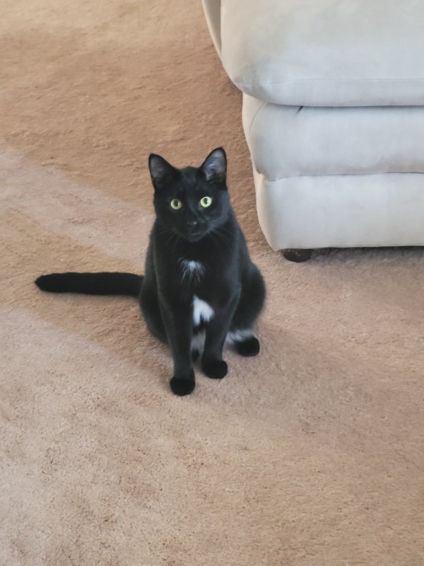 Safe Domestic Short Hair in Bedford, OH