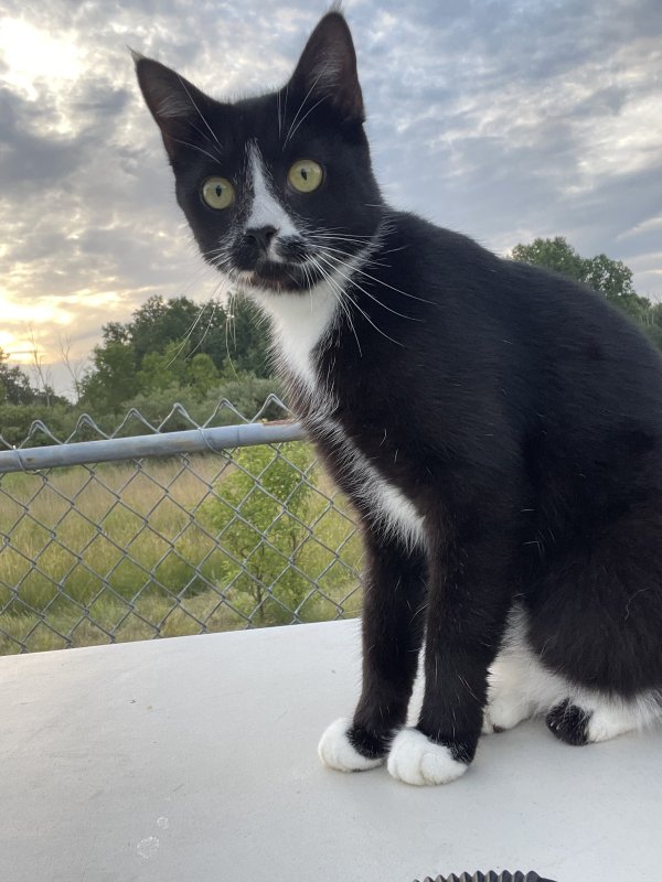 Safe American Shorthair in Youngstown, OH