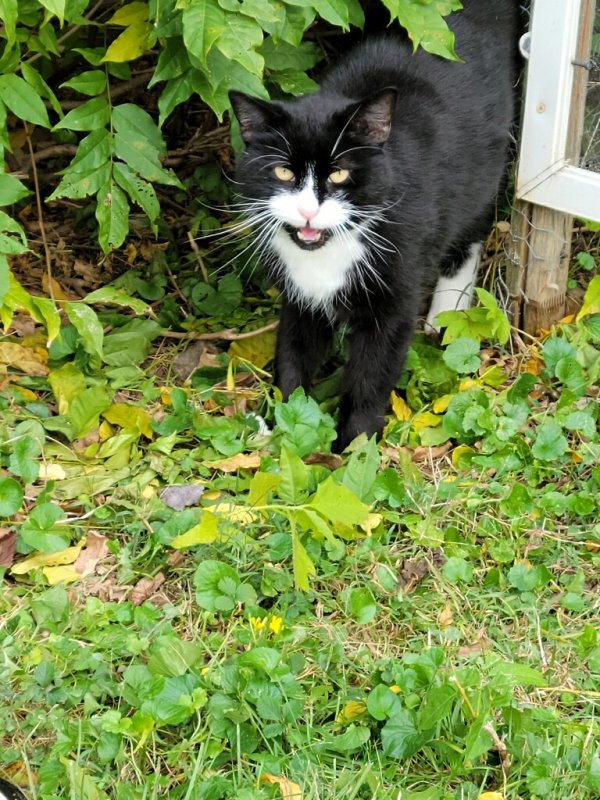 Safe Cat in Silver Spring, MD