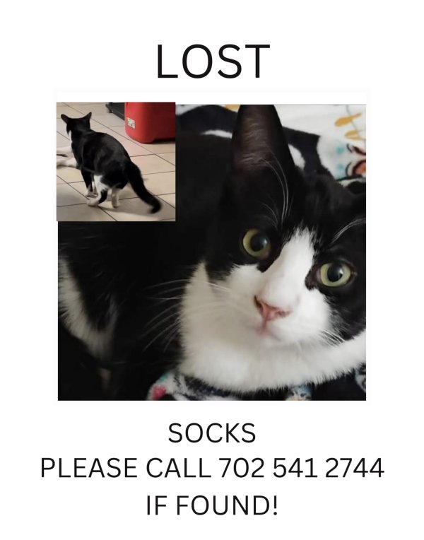 Lost Cat in Las Vegas, NV