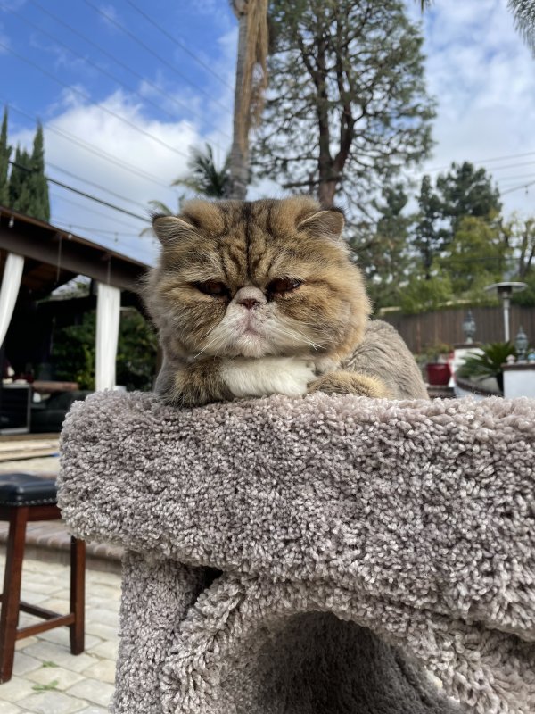 Lost Persian 